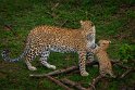 115 Masai Mara, luipaarden